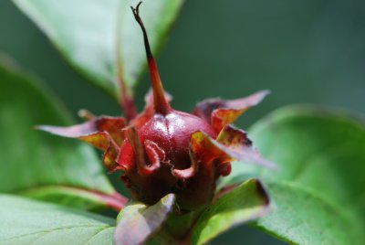 Stewartia sinensis - stewartie čínská - plod (zrající)2